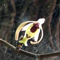 Therapeutic and odorous  Luisia tenuifolia Blume Syn. Luisia birchea Blume