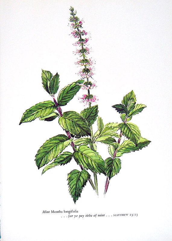 Close-Up of Fresh Mint Leaves: Source of Aromatherapy