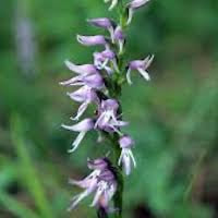 Neottianthe cucullata perfume ingredient at scentopia your orchids fragrance essential oils