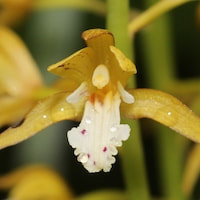 Oreorchis patens (Lindl.) Lindl. Therapeutic and scented orchid of sentosa 