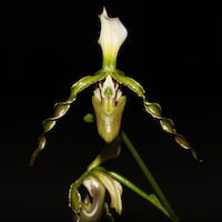  Therapeutic and scented orchid of sentosa Paphipedilum dianthum Tang et Wang syn. Paphiopedilum parishii (Rchb. f.) var. dianthum (Tang et Wang) Karasawa & Saito