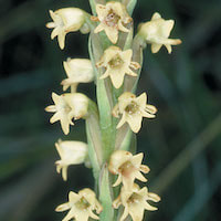  Therapeutic and scented orchid of sentosa Peristylus affinis (D.Don) Seidenf. syn. Peristylus sampsonii Hance