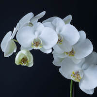  Therapeutic and scented orchid of sentosa Phalaenopsis amabilis (L.) Blume and Phalaenopsis aphrodite (L.) Blume)