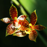 Phalaenopsis Cornu-Cervi  perfume ingredient at scentopia your orchids fragrance essential oils