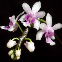  Therapeutic and scented orchid of sentosa Phalaenopsis deliciosa Rchb. f. syn. Kingidium deliciosum (Rchb. f.)