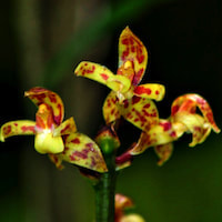 Plocoglottis javanica Blume Pocoglottis ﬁmbriata Teijsm & Binn.  Therapeutic and scented orchid of sentosa 