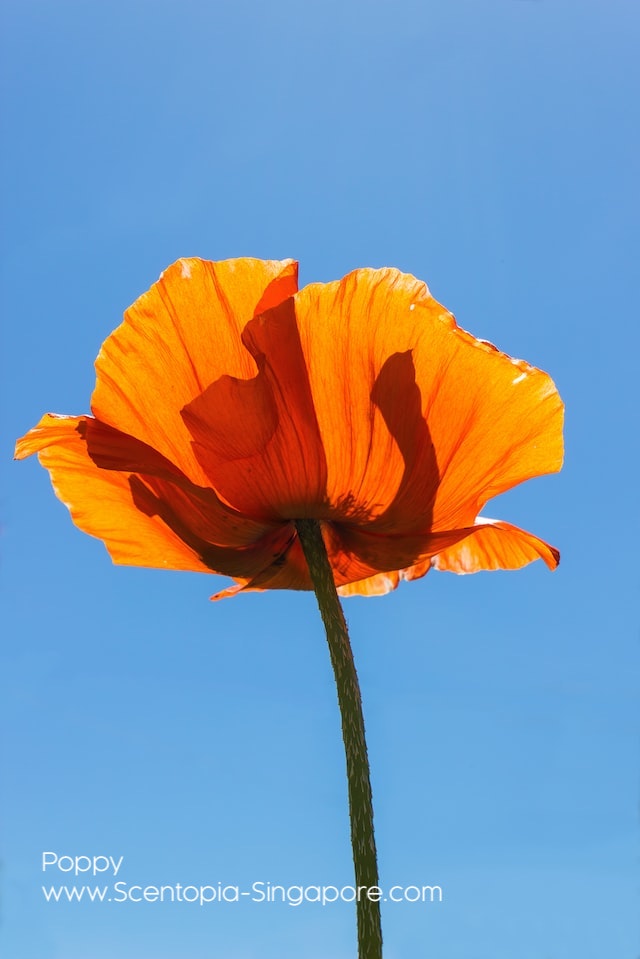 The opium poppy (Papaver somniferum) has been used for medicinal purposes 