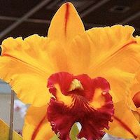 Rhyncholaeliocattleya Tainan Gold 'Golden Oriole'​- perfume ingredient at scentopia your orchids fragrance essential oils