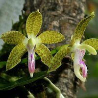  Therapeutic sentosa orchid with scents Sedirea subparishii (Z.H. Tsi) Christianson syn. Hygrochilus subparishii Z.H. Tsi