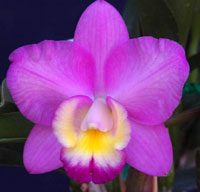 Sophrolaeliocattleya Dream Walk  perfume ingredient at scentopia your orchids fragrance essential oils