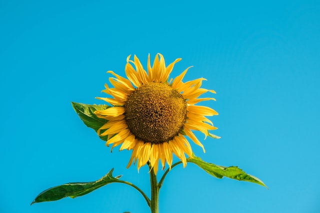 Sunflower Petals Infused Fragrance Oil