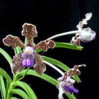 Vanda Tessellata perfume ingredient at scentopia your orchids fragrance essential oils