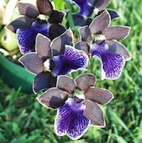 Zygopetalum Artur Elle ‘Tanzanite’   perfume ingredient at scentopia your orchids fragrance essential oils