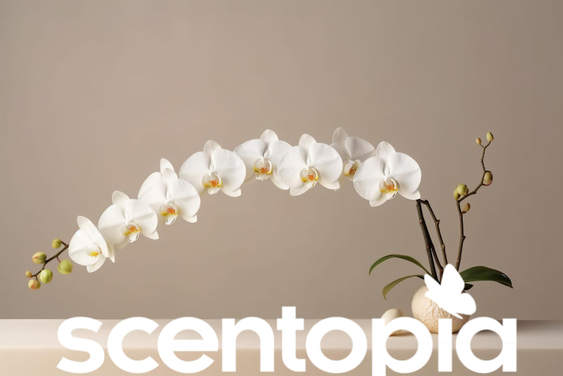 Orchid Species Diversity