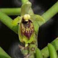 Luisia hancockii Rolfe perfume ingredient at scentopia your orchids fragrance essential oils