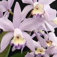 Laeliocattleya  perfume ingredient at scentopia your orchids fragrance essential oils