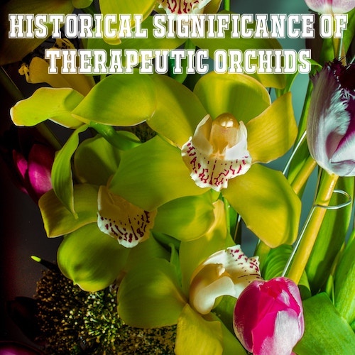 Historical Significance of Therapeutic orchids