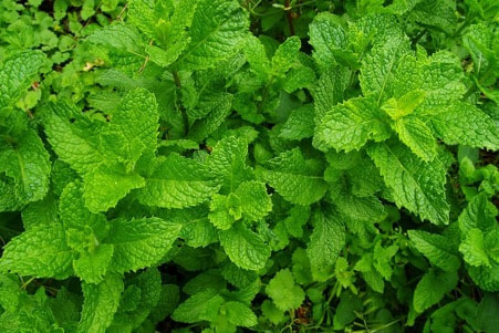 mint leaves for fresh perfume ingredients