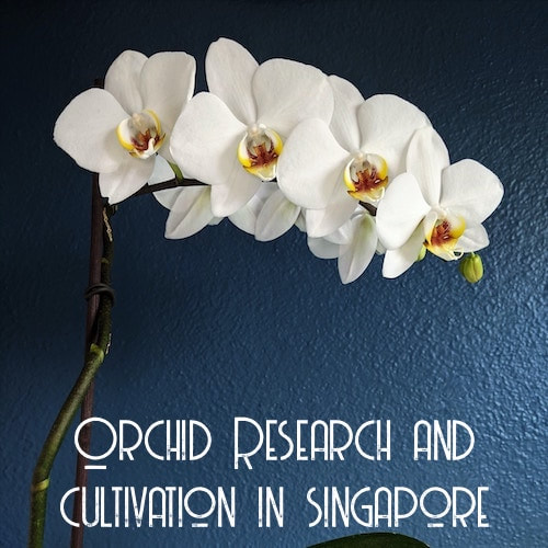 Orchid Research and cultivation in singapore