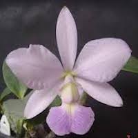 Cattleya (Laeliocattleya) Aloha Case coerulea perfume ingredient at scentopia your orchids fragrance essential oils