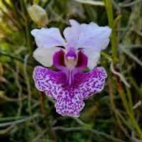 Papilionanthe hookeriana (Rchb.f.) Schltr. Syn Vanda hookeriana perfume ingredient at scentopia your orchids fragrance essential oils