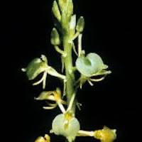 Liparis tschangii Schltr. perfume ingredient at scentopia your orchids fragrance essential oils