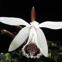 Pleione humilis (Sm.) D. Don, perfume ingredient at scentopia your orchids fragrance essential oils