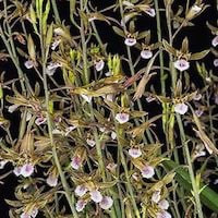 Eulophia pratensis Lindl. syn. Eulophia ramentacea Wight perfume ingredient at scentopia your orchids fragrance essential oils