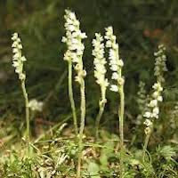 Goodyera repens (L) R.Br. perfume ingredient at scentopia your orchids fragrance essential oils