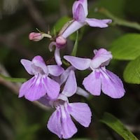 Hemipilia cordifolia Lindl.  perfume ingredient at scentopia your orchids fragrance essential oils