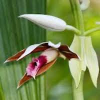 Phaius tankervilleae (Banks) Blume perfume ingredient at scentopia your orchids fragrance essential oils