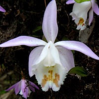 Pleione hookeriana (Lindl.) Rollisson perfume ingredient at scentopia your orchids fragrance essential oils