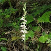 Goodyera schlectendaliana Rchb. f. perfume ingredient at scentopia your orchids fragrance essential oils