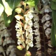 Pholidota chinensis Lindl. perfume ingredient at scentopia your orchids fragrance essential oils