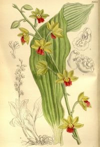 Calanthe tricarinata Lindl. perfume ingredient at scentopia your orchids fragrance essential oils