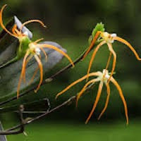 Thrixspermum centipeda Lour. perfume ingredient at scentopia your orchids fragrance essential oils
