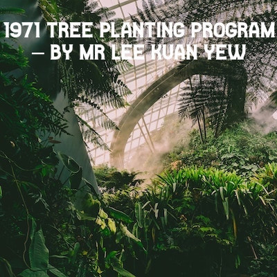 1971: Tree Planting Program – by Mr Lee Kuan Yew 