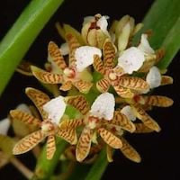 Acampe praemorsa   perfume ingredient at scentopia your orchids fragrance essential oils