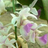 Aerides falcata Lindl. perfume ingredient at scentopia your orchids fragrance essential oils