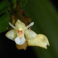 Agrostophyllum stipulatum ssp. bicuspidatum . perfume ingredient at scentopia your orchids fragrance essential oils