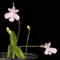 Amitostigma pinguicula perfume ingredient at scentopia your orchids fragrance essential oils