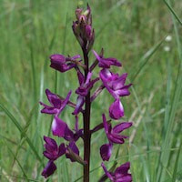 Anacamptis laxiflora  perfume ingredient at scentopia your orchids fragrance essential oils