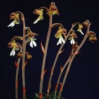 Anoectochilus koshunensis Hayata perfume ingredient at scentopia your orchids fragrance essential oils
