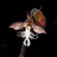 Anoectochilus reinwardtii Blume perfume ingredient at scentopia your orchids fragrance essential oils