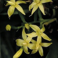 Apostasia wallichii R. Br. perfume ingredient at scentopia your orchids fragrance essential oils