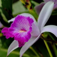 Arundina graminifolia - It was one of 3 orchid that reappear in Krakatoa after the massive volcanic eruption in 1883 . perfume ingredient at scentopia your orchids fragrance essential oils