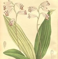 Bletilla foliosa  perfume ingredient at scentopia your orchids fragrance essential oils