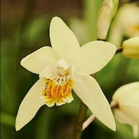 Bletilla Ochracea perfume ingredient at scentopia your orchids fragrance essential oils