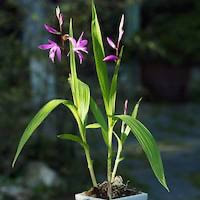 Bletilla striata  perfume ingredient at scentopia your orchids fragrance essential oils