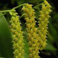 Bulbophyllum cariniflorum and Bulbophyllum densiﬂorum  perfume ingredient at scentopia your orchids fragrance essential oils